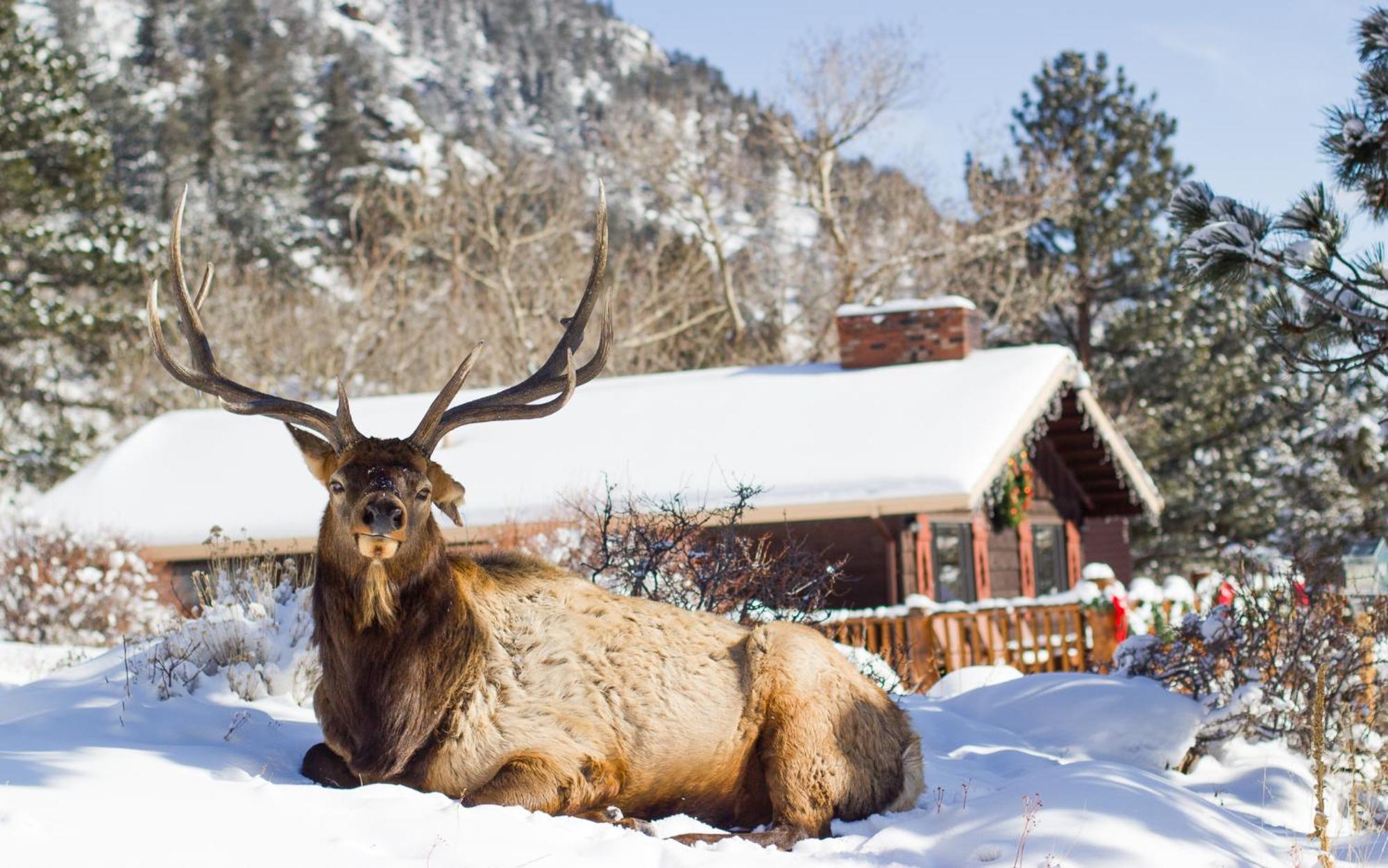 Mcgregor Mountain Lodge Estes Park Exterior foto