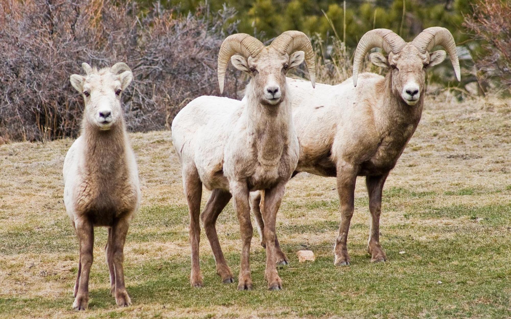 Mcgregor Mountain Lodge Estes Park Exterior foto